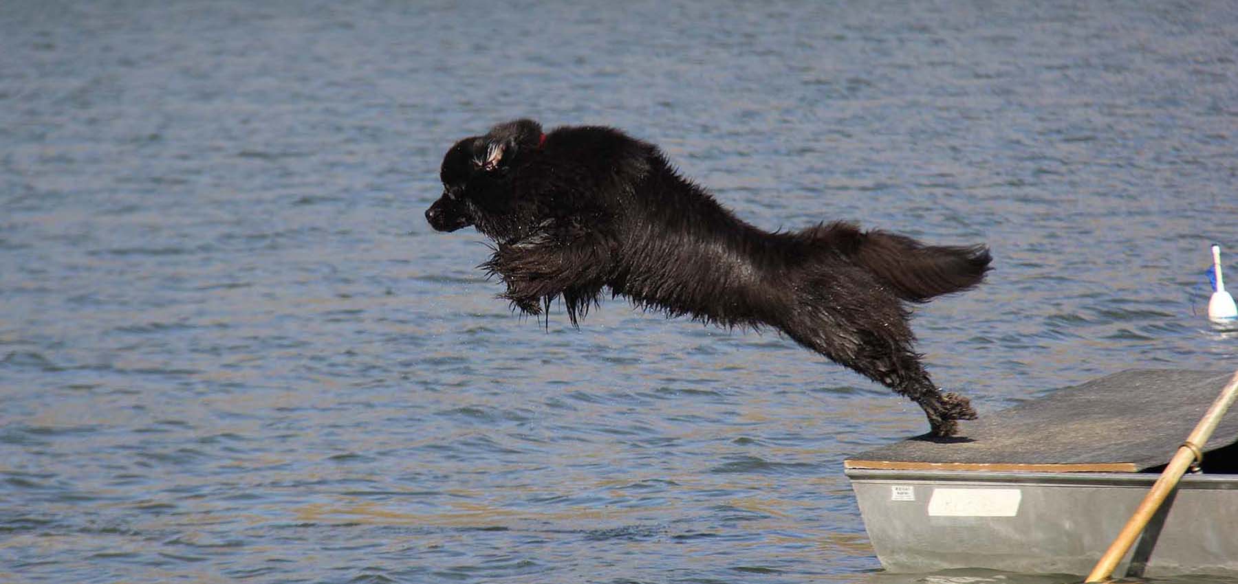 newfoundland_dog_abbey_jumping_into_water_for_work