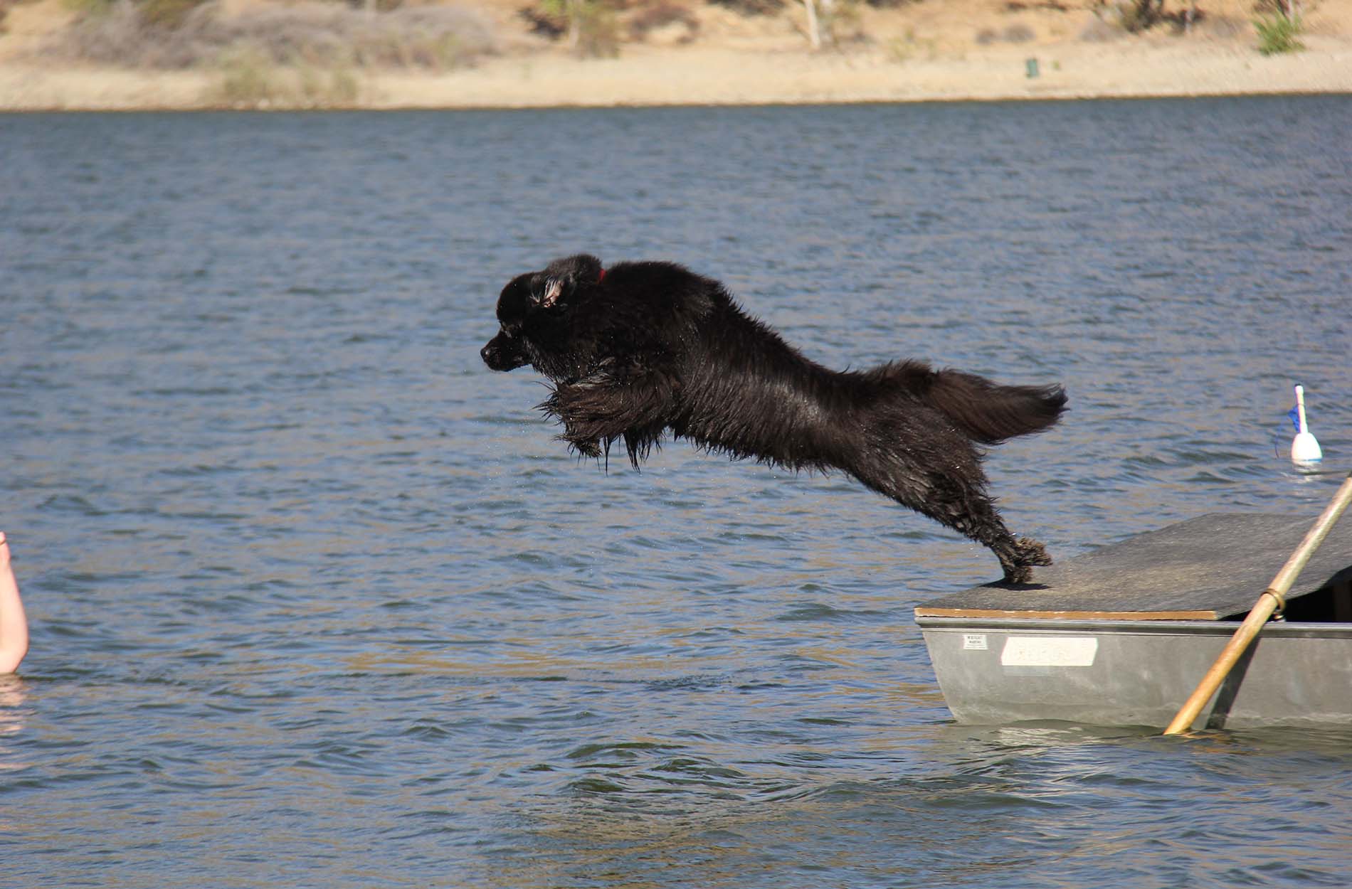 newfoundland_dog_abbey_jumping_into_water_for_work