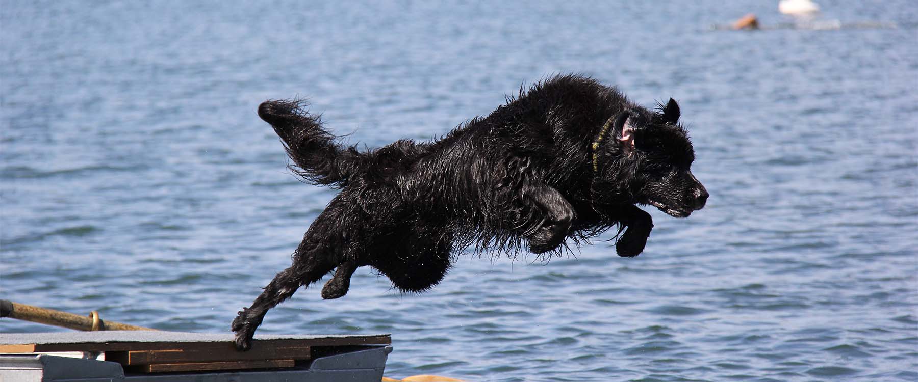 newfoundland_dog_barney_shapiro_jumping_into_water