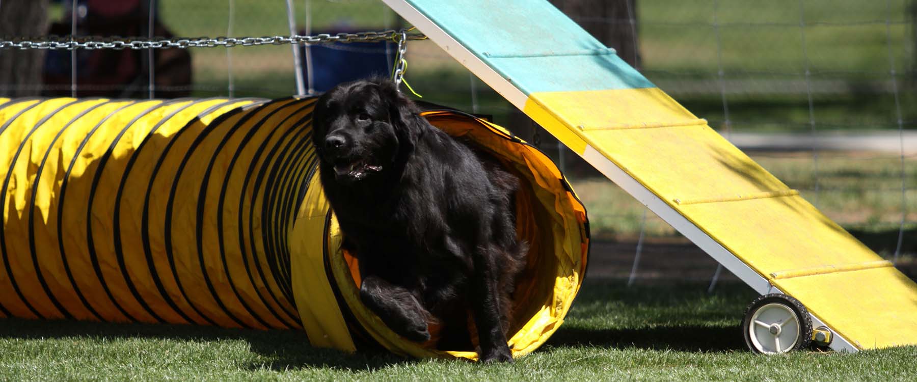 newfoundland_dog_confrmation_agility_test