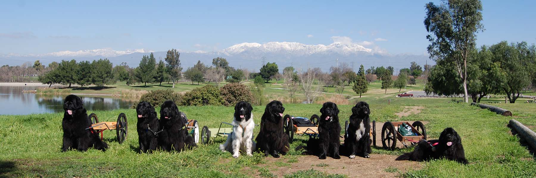 newfoundland_dog_group