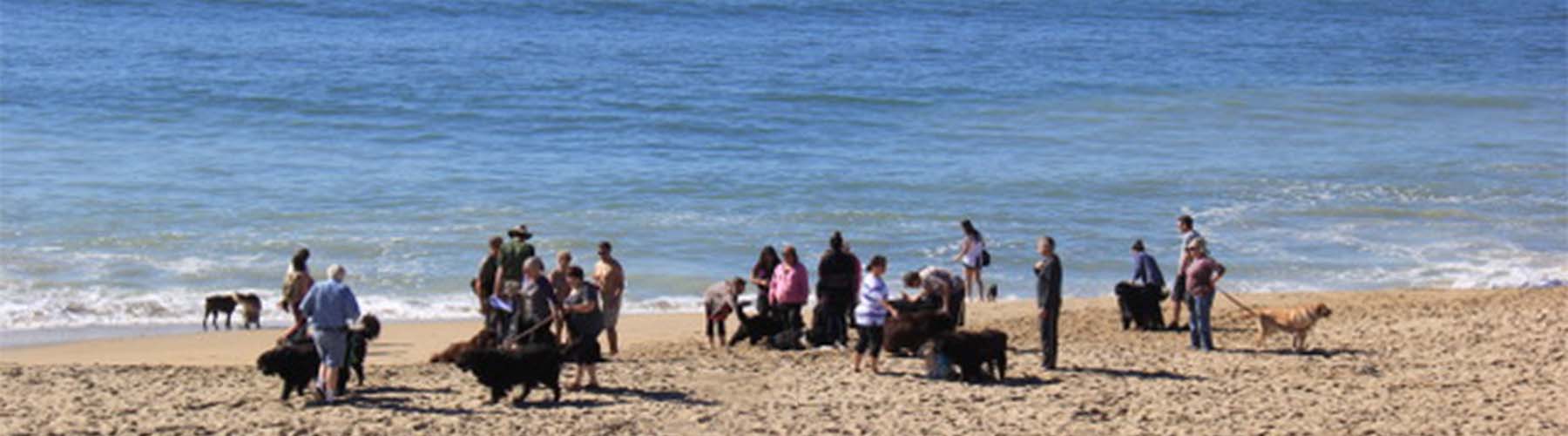 newfoundland_dog_club_on_beach